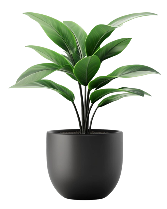 Outdoor Garden Plants in Qatar