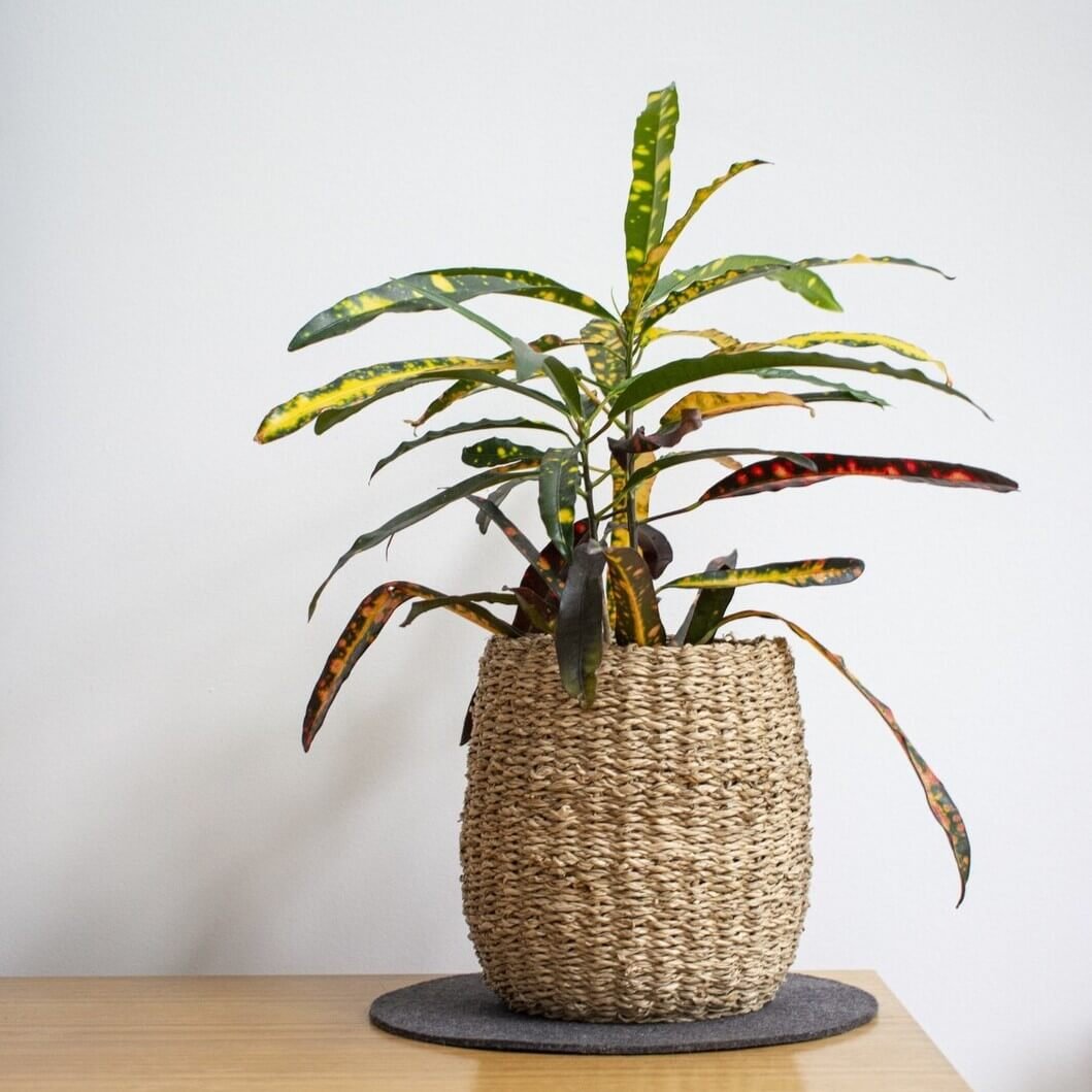 Best indoor plants in Qatar