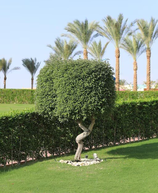 Best outdoor plants in qatar