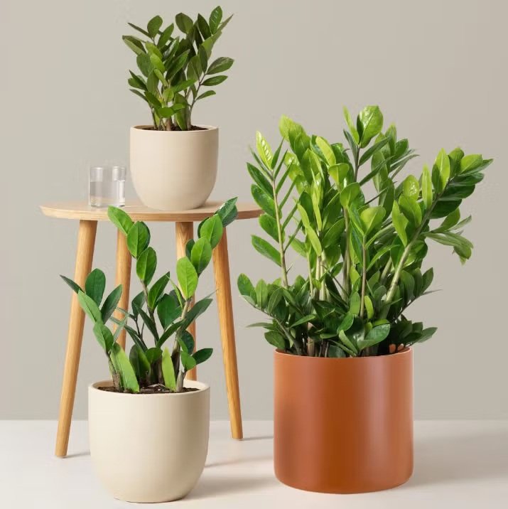 Indoor plants in Qatar