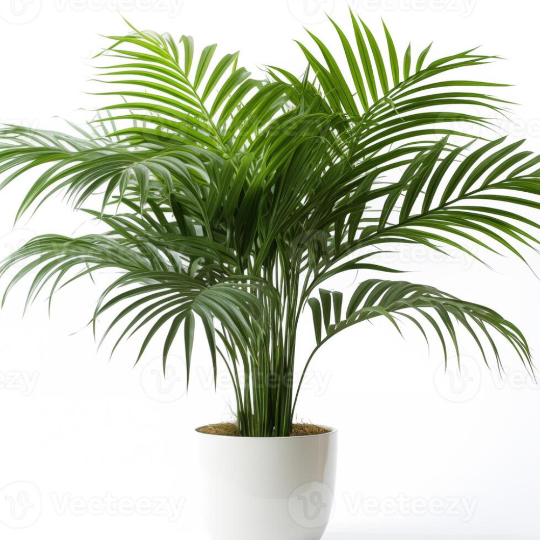 Areca Plam in qatar