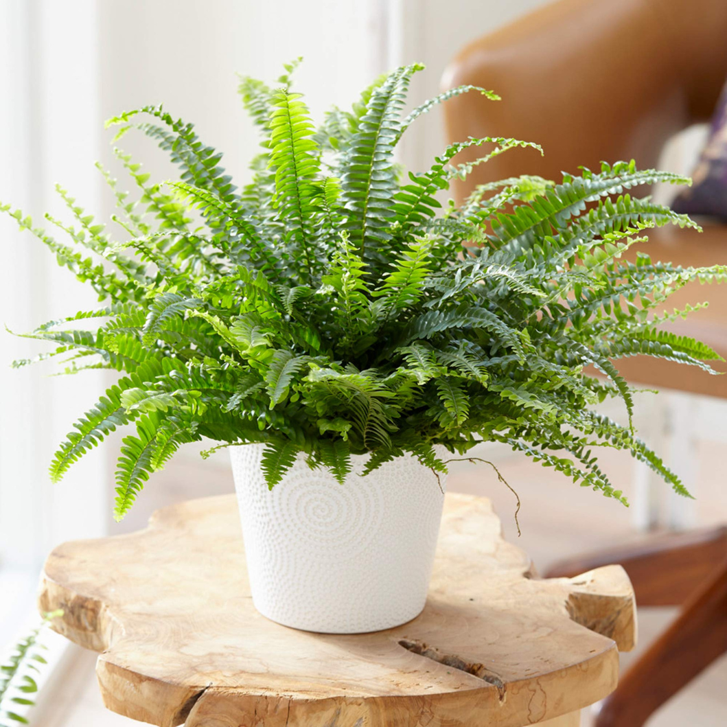 Boston Fern in qatar