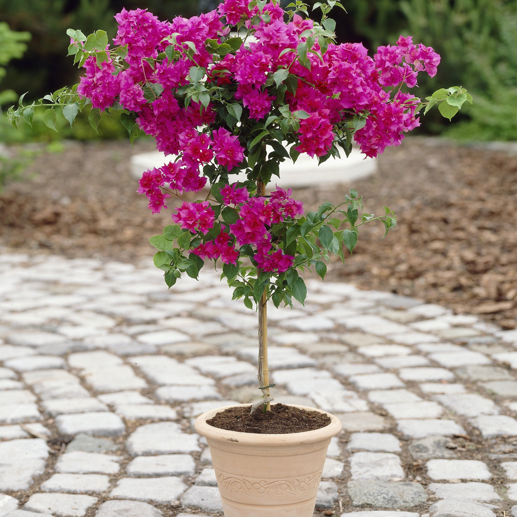 Bougainvillea plants in qatar