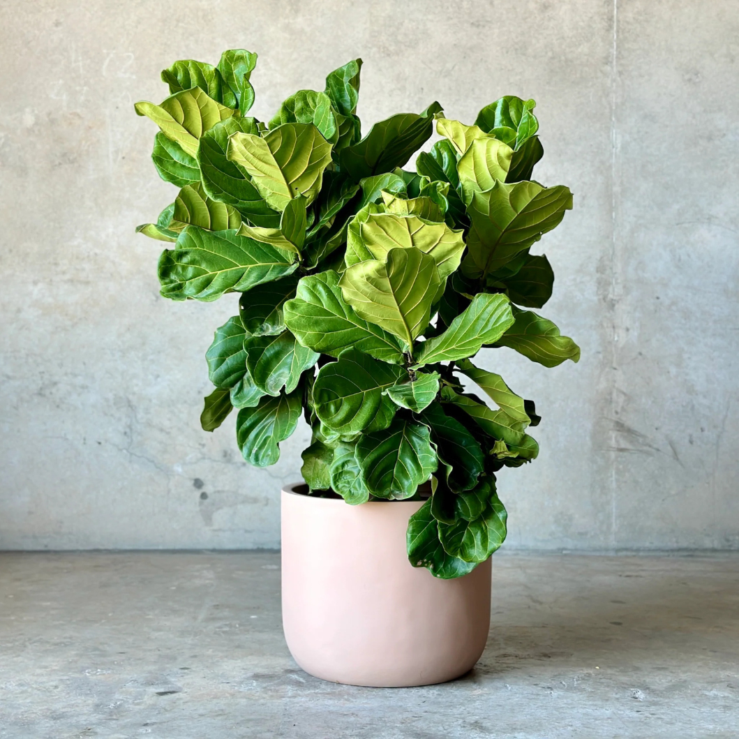Fiddle Leaf Fig in qatar