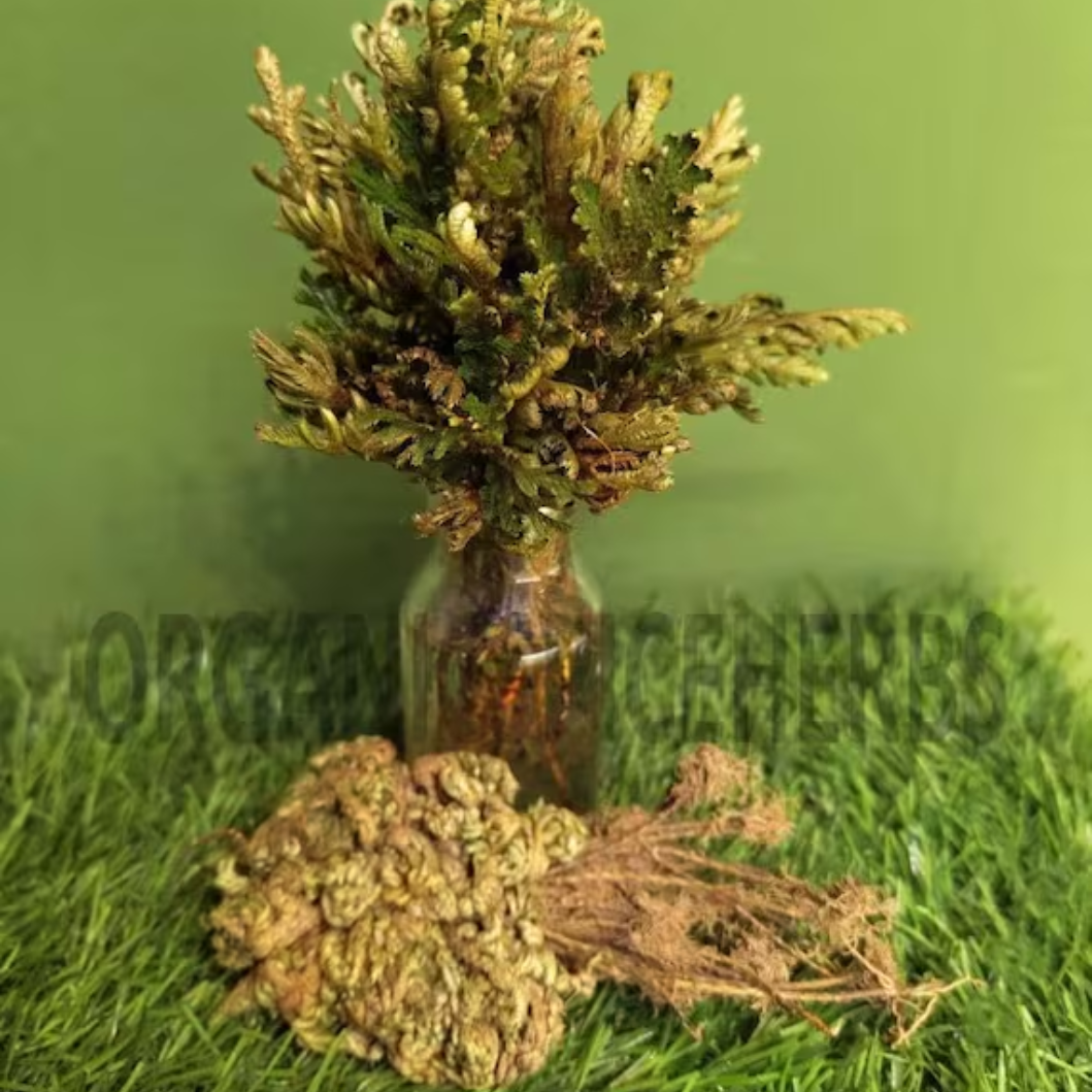 Kaf Marryam plants in qatar