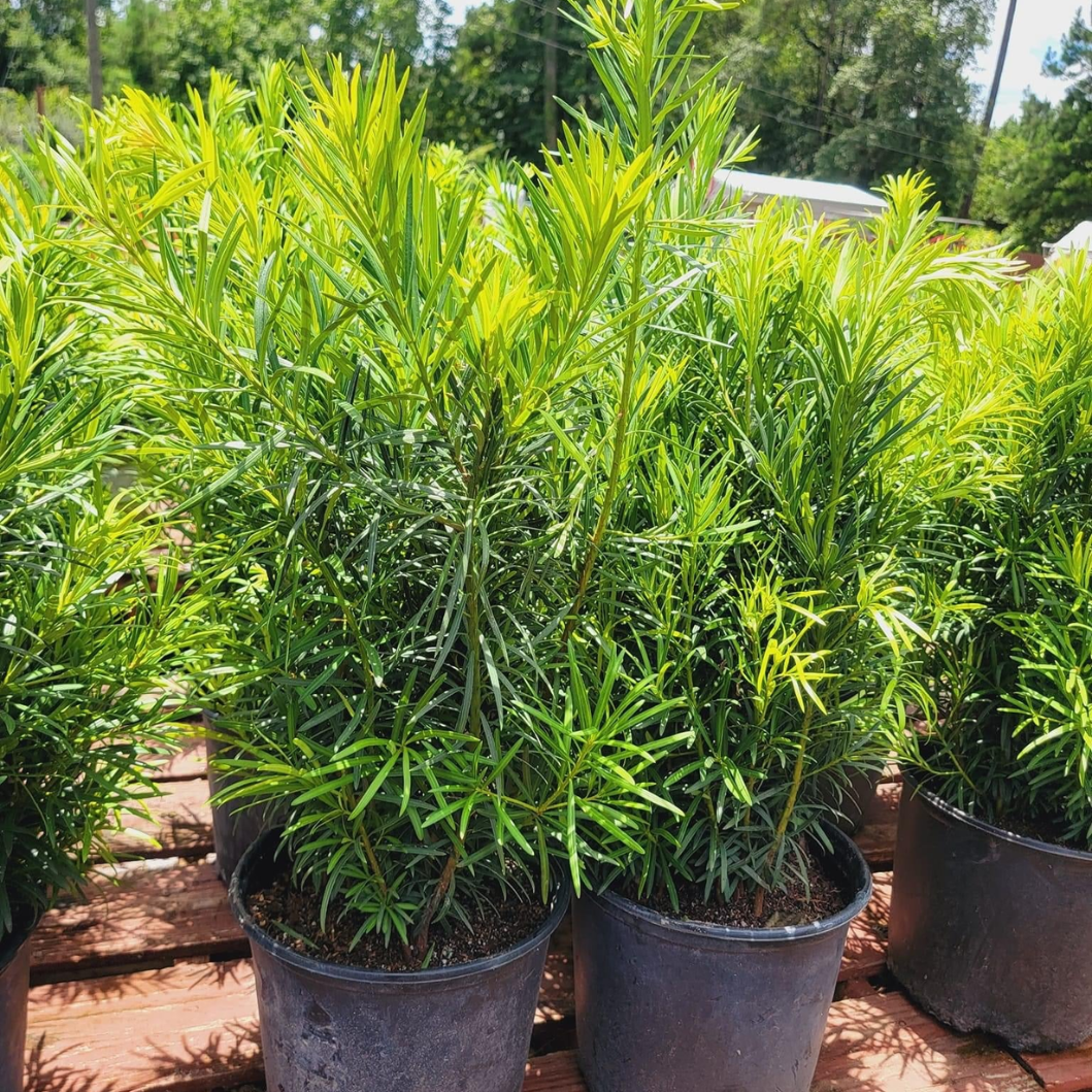 Podocarpus plants in qatar