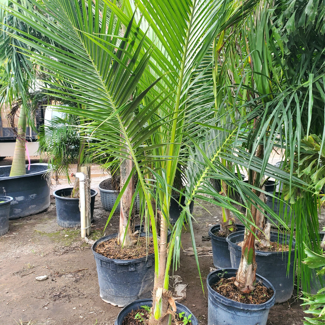 Queen Palm tree in qatar