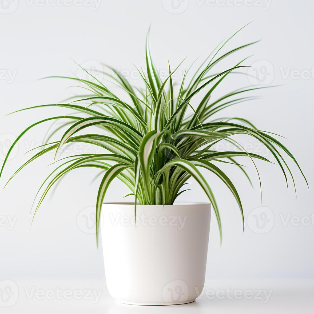Spider Plant in qatar